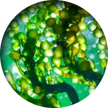 spirulina-alge-mikroskop-01-500px